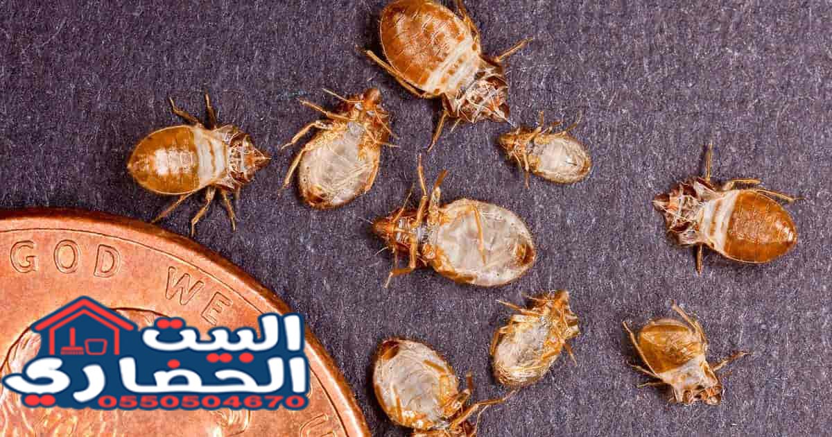 شركة مكافحة بق الفراش بجازان