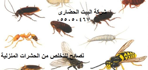 نصائح للتخلص من الحشرات المنزلية